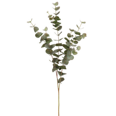 Eucalyptus Silk Stem